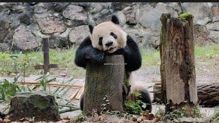 Giant Panda Le Le at Dujiangyan   大熊猫叻叻 @ 都江堰中华大熊猫苑之蝶泉园