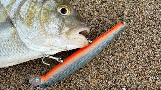 Reading the Beach while Surf Perch Fishing [Lucky Craft Flash Minnow]