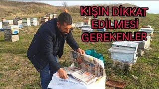 Arılarda Kış bakımı nasıl yapılır ve neye dikkat etmeliyiz detaylı anlatım ne fayda