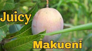 The Juicy Side of Makueni as Mango Processing Changes Livelihoods