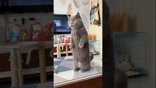 MEET The FUNNIEST British Shorthair Cat Standing On Its Paws! #britishshorthair   #catvideos