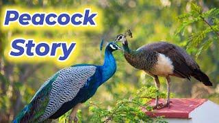 Peacock Beautiful Brid & Life Story | Mor Ki Kahani | Hindi/Urdu