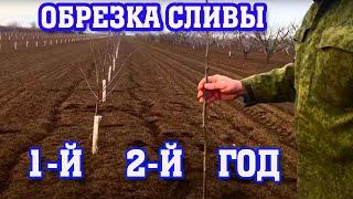 Правильная обрезка сливы / 1-й и 2-й год после посадки / опытный участок / proper prune pruning