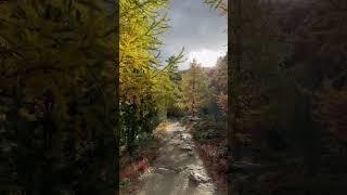 Alpine Woods Walk, Switzerland #alpinefeet #nature #zermatt #switzerland #hiking #autumn