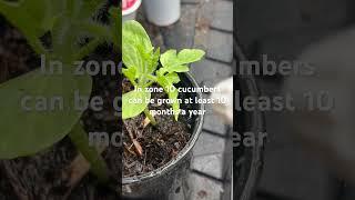 Growing cucumbers! It’s not too late to plant your seeds. #cucumber #viral_video