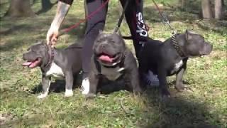 BEST AMERICAN BULLY POCKET 2020