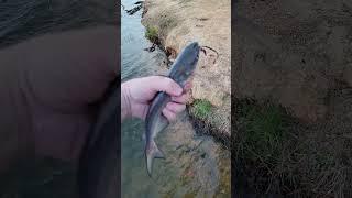 One of the little catfish I caught today. It was fun with friends. God can do a lot with little fish