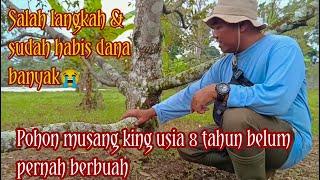 Penyebab pohon musang king usia 8 tahun sulit berbuah..!!! ini solusi nya ( tanjung pura ) part 1