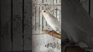 Red Eyes Albino African Love Bird Mutation #africanlovebirds #lovebirds #lovebird #lovebirdsound