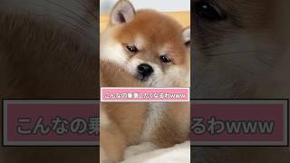 犬さんの動画見てほっこりしたらおやすみなさいwwwwwww