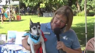 Parachute for Paws