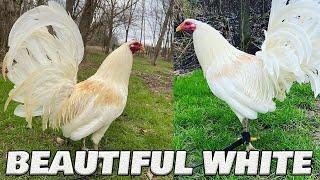 Beautiful White Birds Juan Acevedo Farm Kentucky | Farm Visit