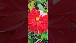 My flower garden tour|My garden flowers!