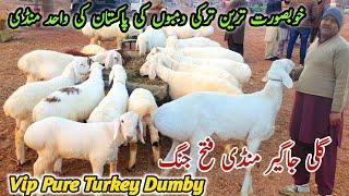 Gali Jageer Mandi Fatehjang Latest Update 28 December 2024 | Vip Pure Turkey Dumby