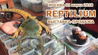 Выставка - продажа рептилий в Москве "Reptilium 2018" / Змеи, ящерицы, лягушки, пауки, улитки