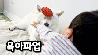 육아는 개나 사람이나 힘들다