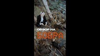 ОБЗОР НА БОБРА #shorts