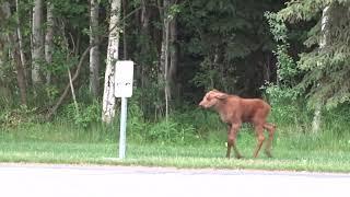 Baby Moose Tries To Charge For The First Time