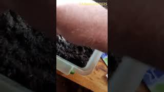 Как сеять табак на рассаду