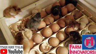 Ohh  FARM INNOVATORS 4250 BEST DECISION EVER PAYING OFF. BEST INCUBATOR ON THE MARKET.