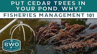 Put CEDAR TREES in your pond, why? - Fisheries Management 101