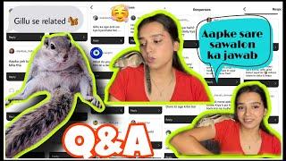 Q&A video about gillu PART-1 ️ || Aapke sare sawalon ka jawab || Ek squirrel pet kaise banta hai?