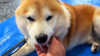 The Shibe was bitten by a large dog without a leash. He looks depressed.