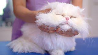 I've never seen such a lovely cat!!️️Gentle white persian cat!!