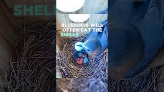 Mother Bluebird Eats Shells of Chicks  #bluebirds #birds #nest #birdslover #birdfeeding #breeding