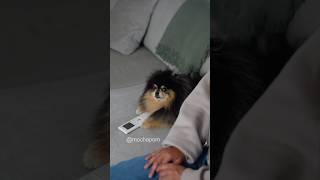 Dog takes revenge on owner for turning air-conditioning off  #pomeranian #dog