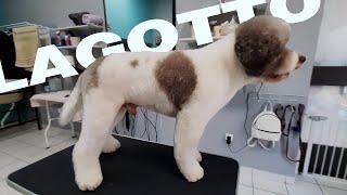 This is PERFECT Lagotto Romagnolo Haircut (Step by Step Grooming)