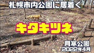 札幌市内の公園に居着くキタキツネ　月寒公園