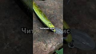 Багато хто не знає ! Но у літку найкраще працюють правильно підібрані воблери #fishing #спінінг
