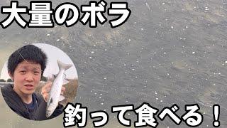 大量のボラを釣って食べる！！