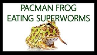 Pacman Frog eating superworms