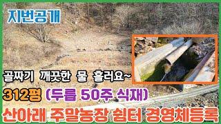 청정지역 군유림 접한 땅ㅣ 면적312평 ㅣ금액1800만원ㅣ두릅나무 50주 식재된 주말농장,힐링터,경영체등록하세요~  [충북단양토지]전원일기tv