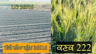 Wheat 222//222 ਕਣਕ ਨੂੰ ਅਖੀਰਲਾ ਪਾਣੀ//ਤੇਲੇ ਵਾਲੀ ਸਪਰੇਹ ਵੀ ਕਰਤੀ//SEERA DHILLON