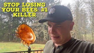 STOP Losing Your Bees: THE #1 Killer