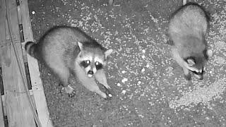 The Fuzzy Five Raccoon Family | Nocturnal Nuggets Sept 6 