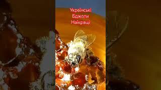 Українські Бджоли Найкращі. Ukrainian Honeybees are The Best. 31.05.2024. Kyiv, Ukraine.