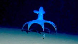 Marine Biologists Film a Mysterious Octopus on the Ocean Floor