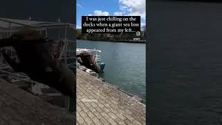 Sea Lion Excuses Himself