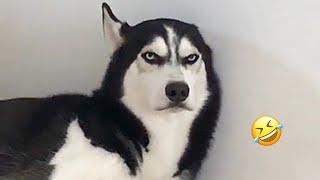 FUNNIEST Huskies | Normal dogs vs Huskies | 10 Minutes Best Videos | Part 11