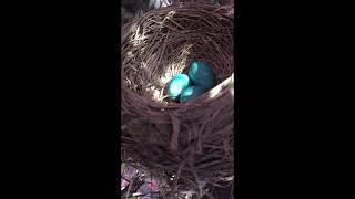 American Robin Nest in Spring Blossom Tree