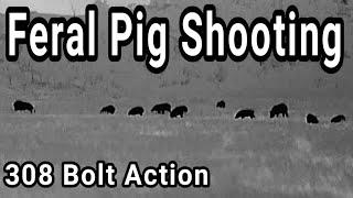 Feral Pig Shooting * 308 Bolt Action * 6mm Br