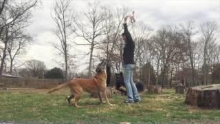 6 Month Old Chocolate Lab, Gus!  Lab Dog Trainers | Off Leash Dog Training