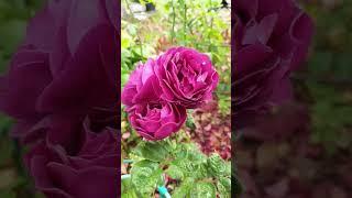 Роза Twilight Zone #розы #бодровцветовод #розывсаду #carruthroses #garden #roses