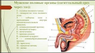 Анатомия мужских органов