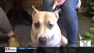 WIFR Morning Blend - Winnebago County Animal Services Pet of the Week - Frappe