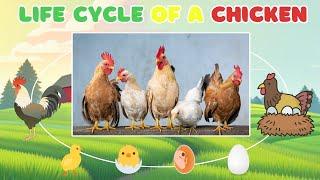 Chicken Life Cycle for Kids | Toddlers | Preschoolers + Chicken Sounds  Quiz  Dance and Song